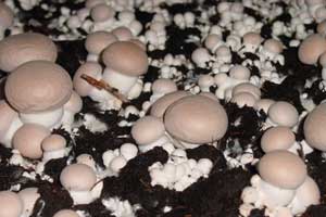 Exotic mushrooms